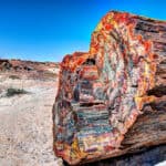 rare types of petrified wood