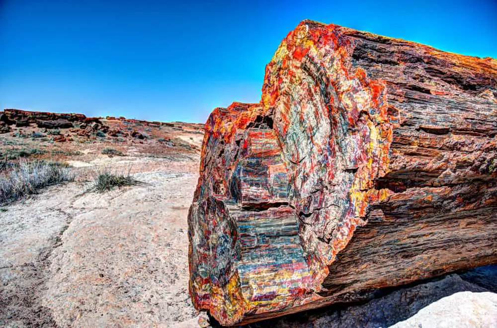 rare types of petrified wood