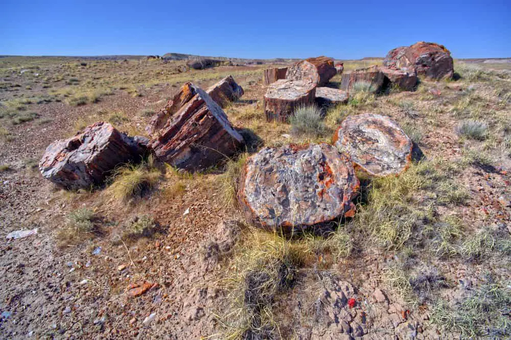 how to tell petrified wood from rock